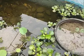 这样种荷花，鱼池水清鱼肥，不用换水图片