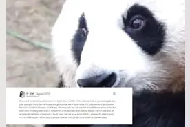 韩国网友说熊猫的发源地在韩国，引美国网友发笑：无知又愚蠢图片