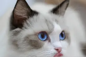 布偶猫眼睛浅蓝色是不纯吗？鉴定是否纯种的五大依据图片