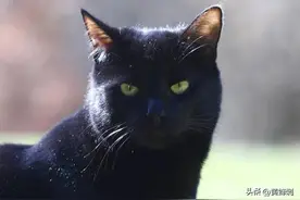 猫中之王玄猫图片