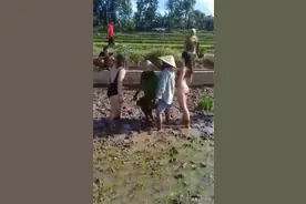 女游客穿比基尼下田帮农民插秧，个个身材火辣：我们是真心帮忙的图片