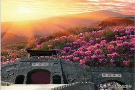 这里的映山红，好美！图片