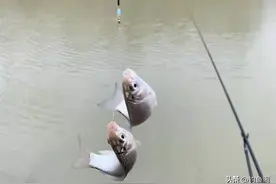 鱼口轻就要钓灵？换这种调漂方法试试，鱼一吃就顶漂，很准图片