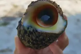 吃货博物学：海南海鲜科普（二）游客常见贝类图片