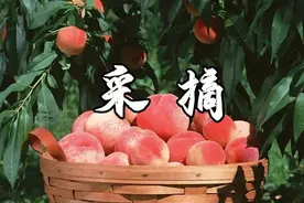 流口水！宜宾水果采摘地图来了！水蜜桃、蓝莓、杨梅......图片