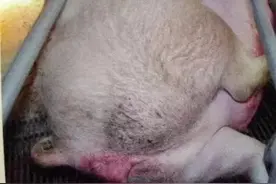 养猪常识 | 母猪产前7大征兆监控图片