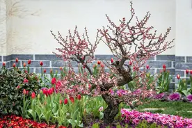 梅花盆景怎么栽培？图片