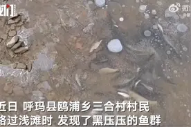 50多米全是鱼！黑龙江成群鱼被冻冰下，河水连底冻鱼去哪里避难？图片
