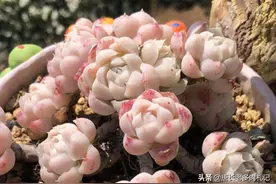 10款多肉株型紧凑，叶片肥厚又不易长高，“阳台党”养也没压力图片