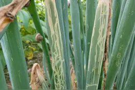 大葱斑潜蝇绝杀配方，虫卵双杀，一遍就能控制图片