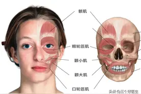 每日一肌：颧小肌，主要功能是提升上唇图片