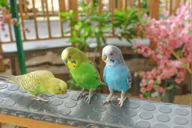 国内合法饲养的鹦鹉价格排行榜图片