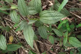以前一直把它当作山间杂草，没想到它居然还能药用图片