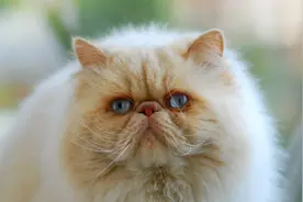 铲屎官须知：猫眼睛流脓一样的眼屎 宠物猫流脓一样的眼屎图片