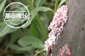 粉色预警！福寿螺卵密集现身南昌鱼尾洲公园图片
