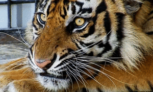 一身是胆《三国志·蜀书·赵云传》