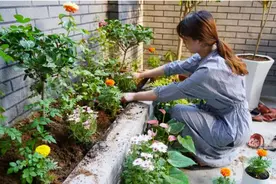 香港90后女孩，买下7㎡的小屋，窗外栽花，屋内闻香，慵懒又充实图片