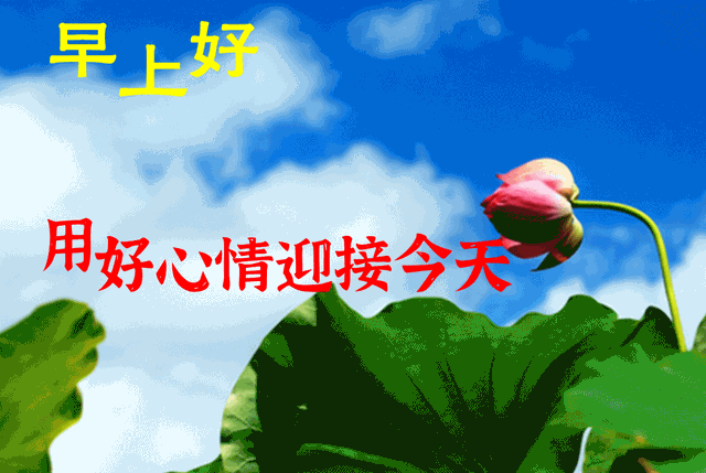 漂亮好看的早上好動態美圖鮮花帶字夏日早晨好幸福暖心的問候圖片 朝陽網