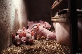 养猪户必看：母猪生得少原来是这几种原因造成的图片