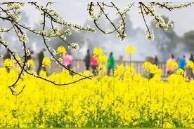 「诗词鉴赏」春门俱是看花人，十二首看花的诗词，看尽春花烂漫图片