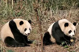 “团团”是全球第一只戴牙套的大熊猫，台大医师回忆“团团”被假牙吓一跳图片
