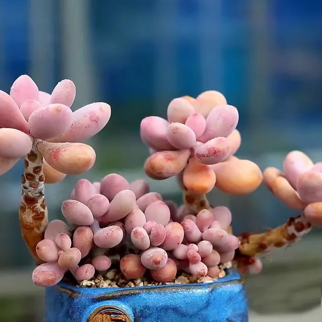 多肉植物夏季生病(风火轮多肉植物夏季好养吗)-措必培