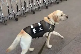 “网红”警犬退役，网友最关心一个问题，民警回应了图片