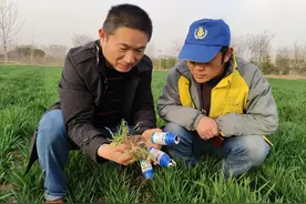 受农民青睐，被称为刺儿菜的“克星”，二氯吡啶酸其实没那么简单图片