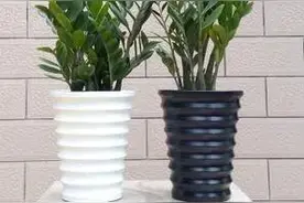 雪铁芋，也叫金钱树，如何养护才能长势繁茂，翠绿有光泽图片