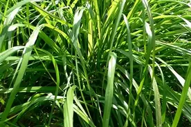 原来香茅还有这么多用途啊......图片