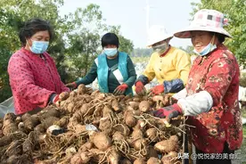 买香芋时，牢记“3要3不要”的诀窍，保准口感粉糯，味道特别香图片