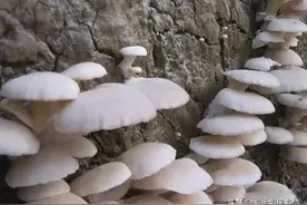 用稻草种平菇，成本低收入高，方法简单，一看就会图片