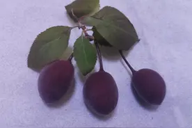 樱花也结果子了图片