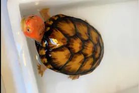 市面上都有哪些常见的宠物龟，什么龟比较适合家养？图片