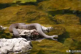 江湖故事—东莞新燕泰大酒店的大姐大图片