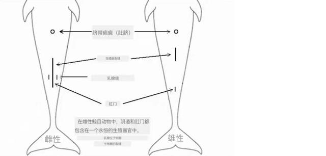 海豚怎么交配?科学家:它们极具侵略性!生殖器某处与人类很相似