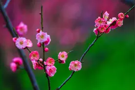 春有百花，盘点常见的67种，看看你认识几种图片