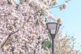 “海棠大道”花已开 赏花莫给路添堵 公安交管部门发布三条赏花停车路线图片