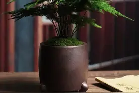 养文竹，就用3种水，郁郁葱葱，水都泼不进图片