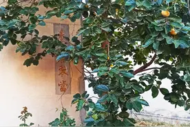 村里二大爷建房发生的故事图片