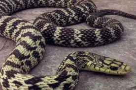 我国秦岭上都有哪些种类的蛇图片