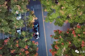 昌平路栾树开花结果美不胜收，栾树的别称你知道几个？图片