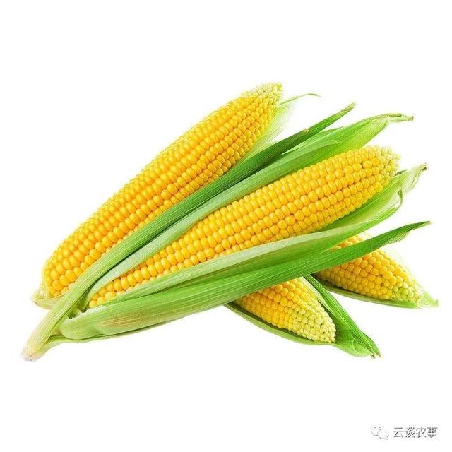 养猪的常用饲料介绍（专业文章建议收藏）