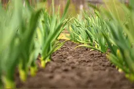 大蒜施什么肥能高产？老农说大蒜施肥有“3忌4要”，忌什么？图片