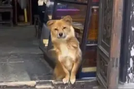 女子古镇游玩遇到会揽客的狗狗 不停“招呼”她进店图片