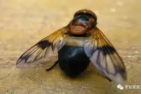 北大荒的虫子：蚊子、小咬、瞎蠓、臭虫、虱子、跳蚤、黏虫图片