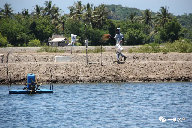 专家透露：虾的饲料和遗传学，将成为养虾成本的关键