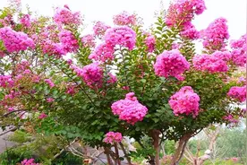 夏季庭院里养颗紫薇树，学下大爷4步养护，红花怡人、轻松开百日图片