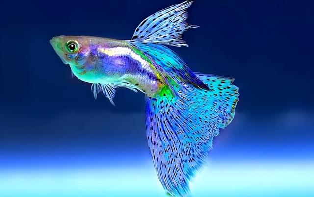 奇形怪状史前海洋四代霸主:虾米,海螺,鲎族,铁头鱼(海洋生物的名称有