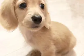 长毛腊肠犬的生活日常，当狗狗遇上了静电，这造型哈哈哈哈图片